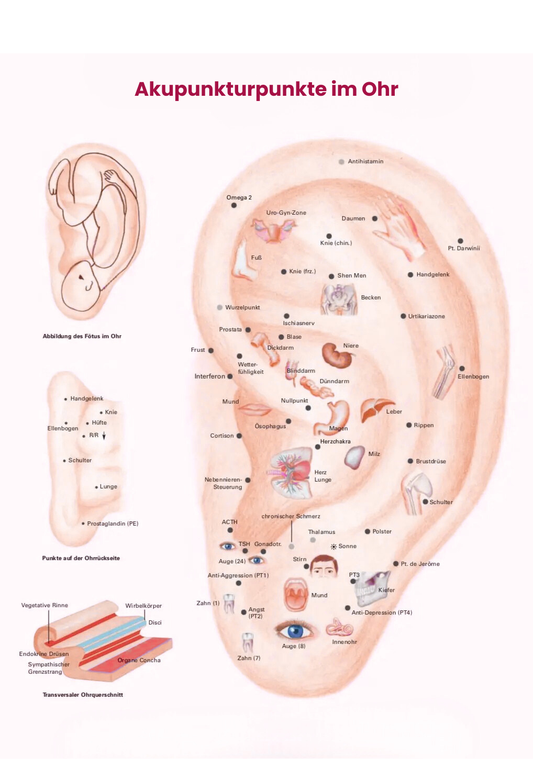Acuseeds - Ohrakupressur-Samen zur natürlichen Schmerz- und Stresslinderung